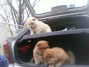 vand chow chow