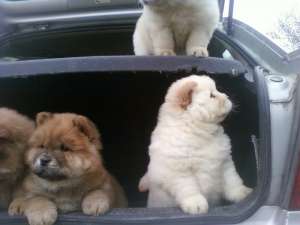 vand chow chow