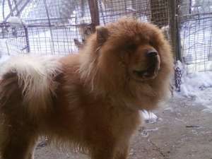vand chow chow