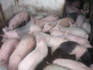 VAND PURCEI INTRE 25-35 KG