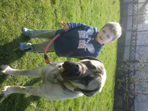 Dresaj cann profesional,  Dog for life