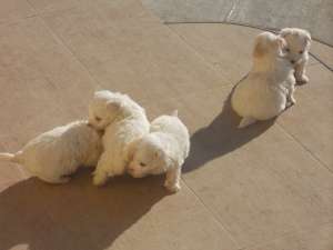 pui bichon maltez