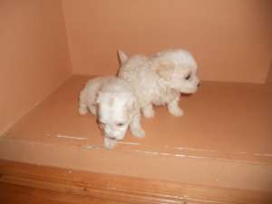 pui bichon maltez