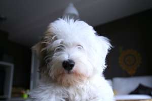bichon rasa Coton de Tulear de vanzare