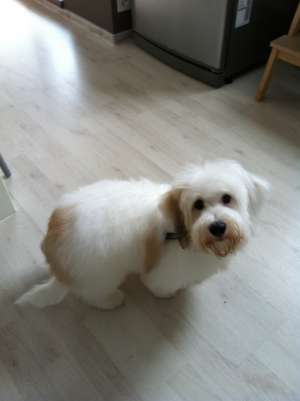 bichon rasa Coton de Tulear de vanzare
