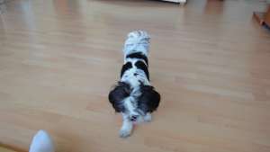 Domnisor mascul shih-tzu, caut partenera cu experienta in tainele imperecherii!