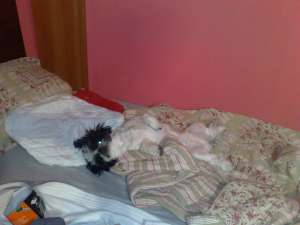 Domnisor mascul shih-tzu, caut partenera cu experienta in tainele imperecherii!