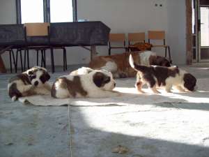 catei saint bernard