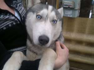 Mascul Husky pentru imperechere