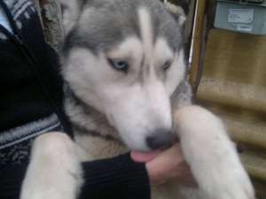 Mascul Husky pentru imperechere