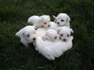 vand bichon maltez mimi