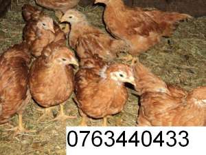 vindem pui zburati de gaina si curca