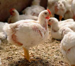 vindem pui zburati de gaina si curca