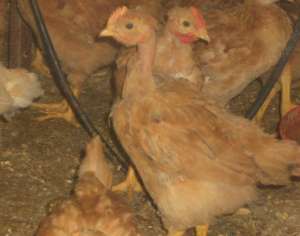 vindem pui zburati de gaina si curca