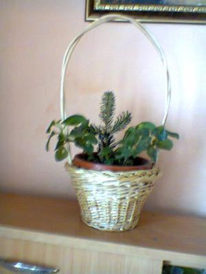 Vand cosuri si mobilier din rachita