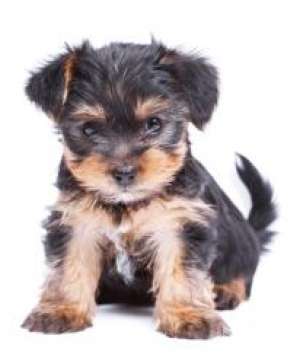 Vand yorkshire terrier toy