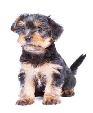 Vand yorkshire terrier toy
