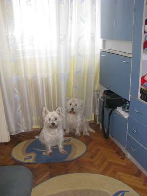 ofer pentru monta 2 masculi westie