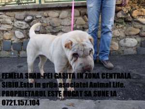 GASIT SHAR-PEI FEMELA in SIBIU