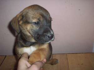 Catel Tosa inu de vanzare