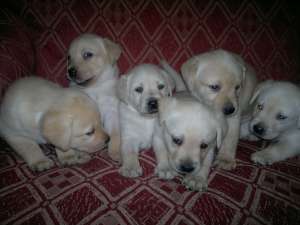 labrador