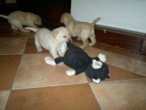 labrador
