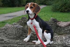 VAND BEAGLE DEOSEBIT