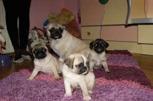 Catelusi mops,  Cadou ideal pt Copii