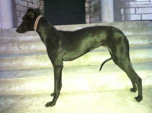 2 femele ogari whippet