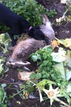 2 femele ogari whippet
