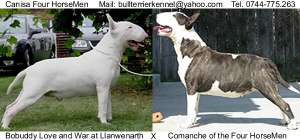 Canisa Four HorseMen - pui Bull Terrier de vanzare