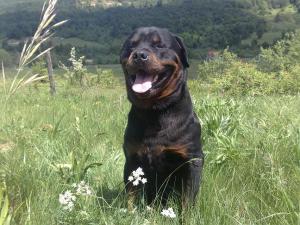 inperechere monta rottweiler
