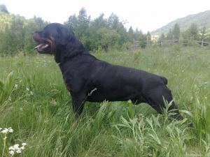 inperechere monta rottweiler