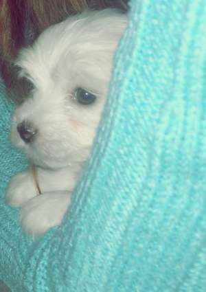 Vand bichon
