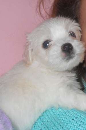 Vand bichon