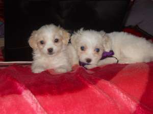 Vand bichon