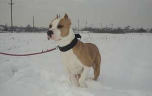 Ofer amstaff pentru monta