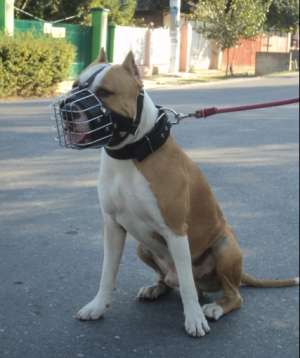 Ofer amstaff pentru monta