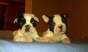 Bulldog Francez,  catei de vanzare