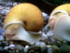 Vand melci de apa dulce Golden Apple (pomacea diffusa)
