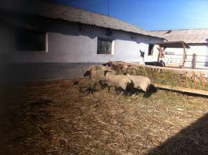 berbeci suffolk