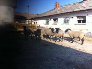 berbeci suffolk