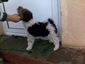 vanzare fox terrier