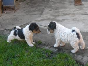 vanzare fox terrier