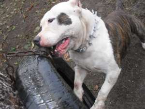 Ofer spre monta mascul amstaff cu pedigree!