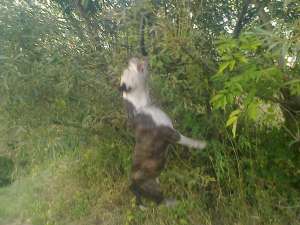 Ofer spre monta mascul amstaff cu pedigree!