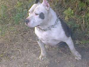 Ofer spre monta mascul amstaff cu pedigree!