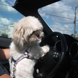 monta shih tzu