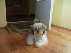 monta shih tzu