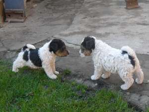 fox terrier cu par sarmos